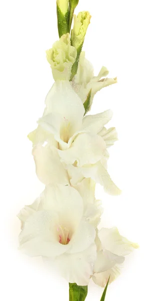 Branche de gladiole blanche sur fond blanc gros plan — Photo