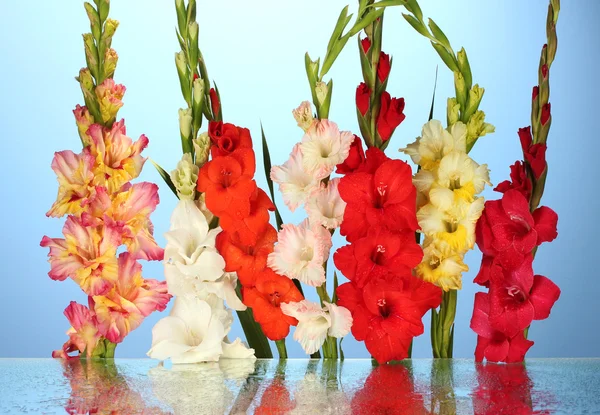 Beautiful colorful gladiolus on blue background close-up — Stock Photo, Image