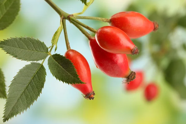 Reife Hüftrosen auf Zweig mit Blättern, auf grünem Hintergrund — Stockfoto