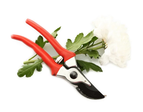 Zahradnické nůžky s květem izolované na bílém — Stock fotografie