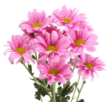 güzel krizantem üzerinde beyaz izole