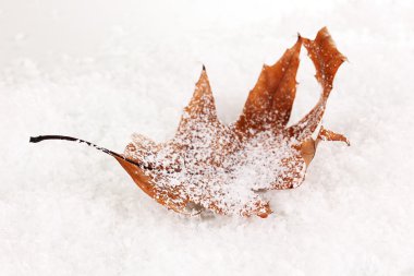 düşmüş yaprağına snow
