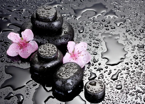 Spa stones with drops and pink sakura flowers on grey background — Stock Photo, Image
