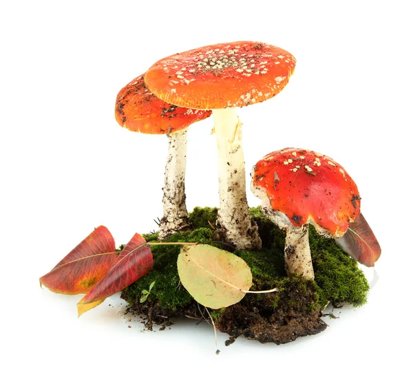 Red amanitas with moss isolated on white — Stock Photo, Image