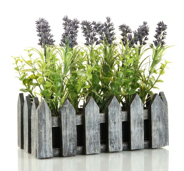 Dekorativer Lavendel in Holzkiste isoliert auf weiß — Stockfoto
