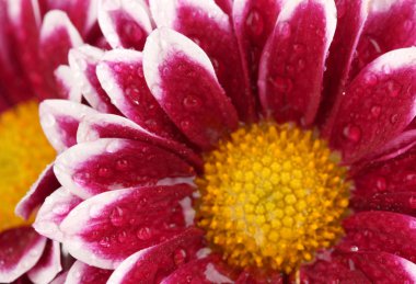 güzel krizantem portre