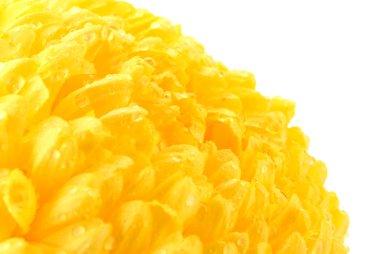 beyaz izole, parlak sarı krizantem