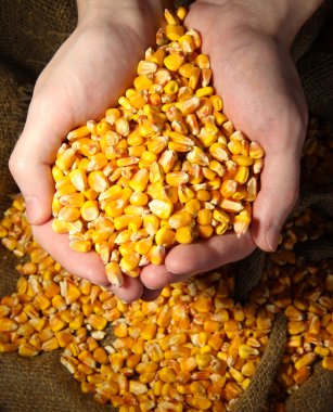 man hands with grain, on yellow corn background