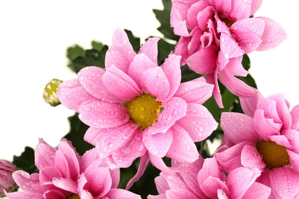 Tak van mooie roze chrysanten op witte achtergrond close-up — Stockfoto