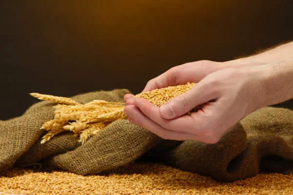 Руки человека с зерном, на коричневом фоне — стоковое фото