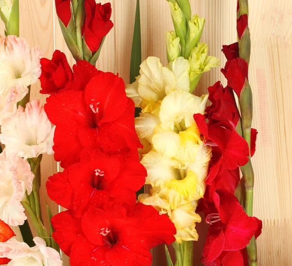 Beau gladiole coloré sur fond bois gros plan — Photo