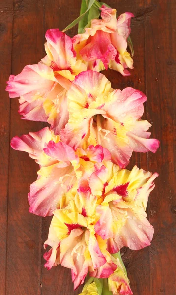 Gren av gul-rosa gladiolus på trä bakgrund närbild — Stockfoto