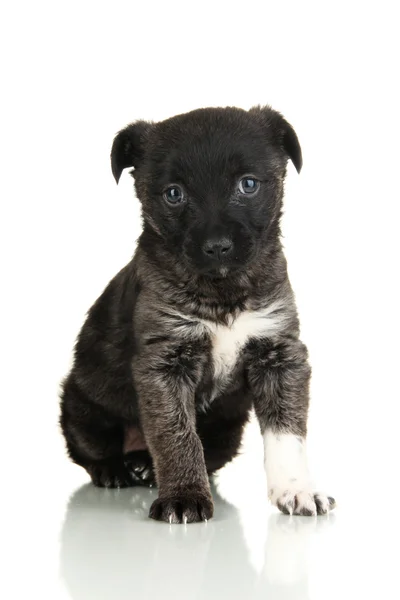 Filhote de cachorro bonito isolado no branco — Fotografia de Stock