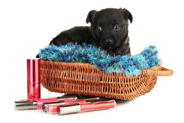 Cute puppy in basket and cosmetics isolated on white Royalty Free Stock Photos