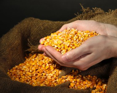 man hands with grain, on yellow corn background