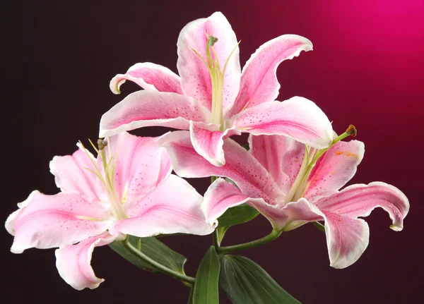 Krásná lily, na růžovém pozadí — Stock fotografie