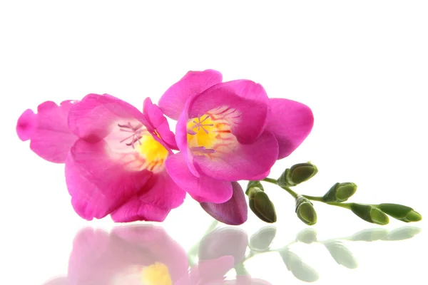아름 다운 프리 지아 꽃, 흰색 절연 — 스톡 사진