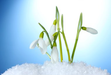 güzel kardelen kar mavi zemin üzerine