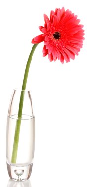 güzel gerbera cam aranjman beyaz izole