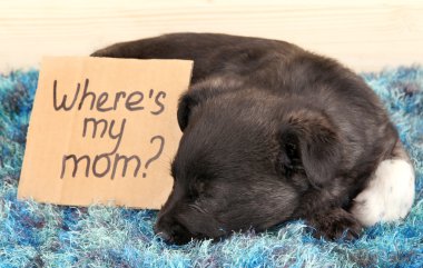 sevimli köpek işareti ile sleeping