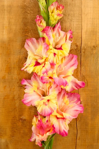 Branch of yellow-pink gladiolus on wooden background close-up — Stock Photo, Image