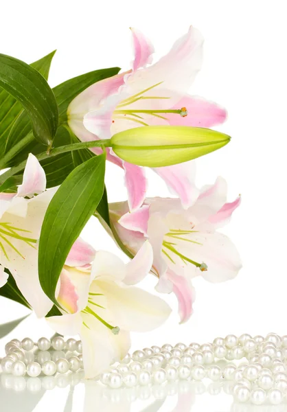 Beautiful lily isolated on white — Stock Photo, Image