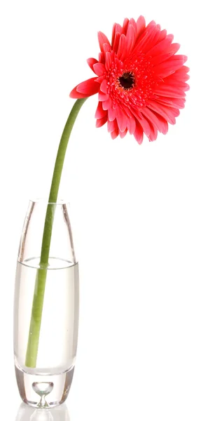 Güzel gerbera cam aranjman beyaz izole — Stok fotoğraf