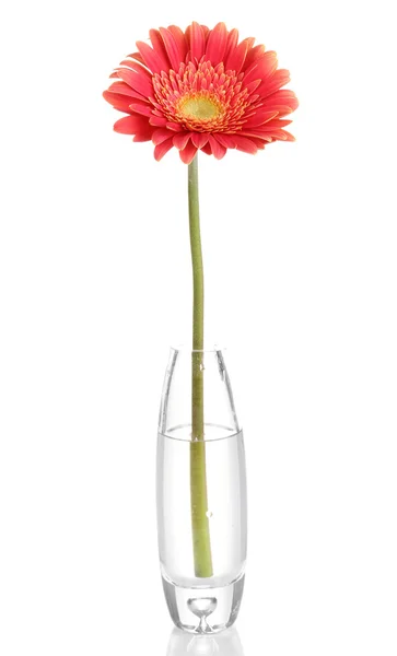 Beautiful gerbera in vase isolated on white — Stock Photo, Image