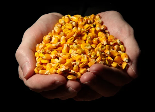 Uomo mani con grano, su sfondo nero — Foto Stock