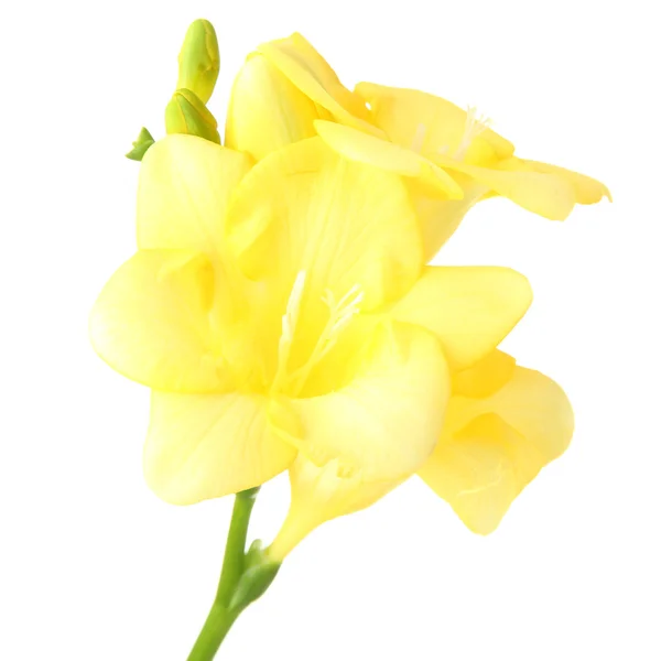 노란 프리 지아 꽃, 흰색 절연 — 스톡 사진