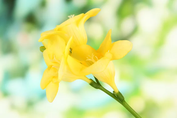Gele freesia bloem, op groene achtergrond — Stockfoto