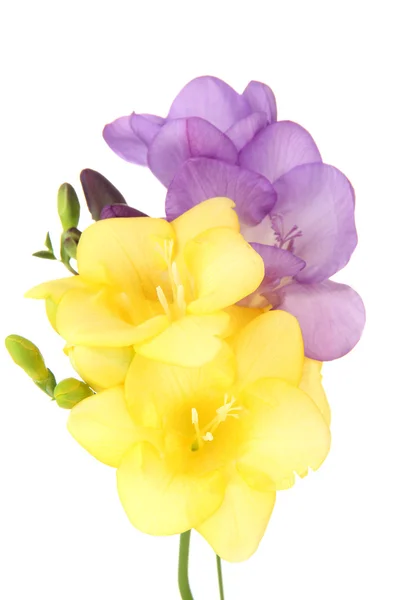 Freesias 花，孤立在白色的花束 — 图库照片