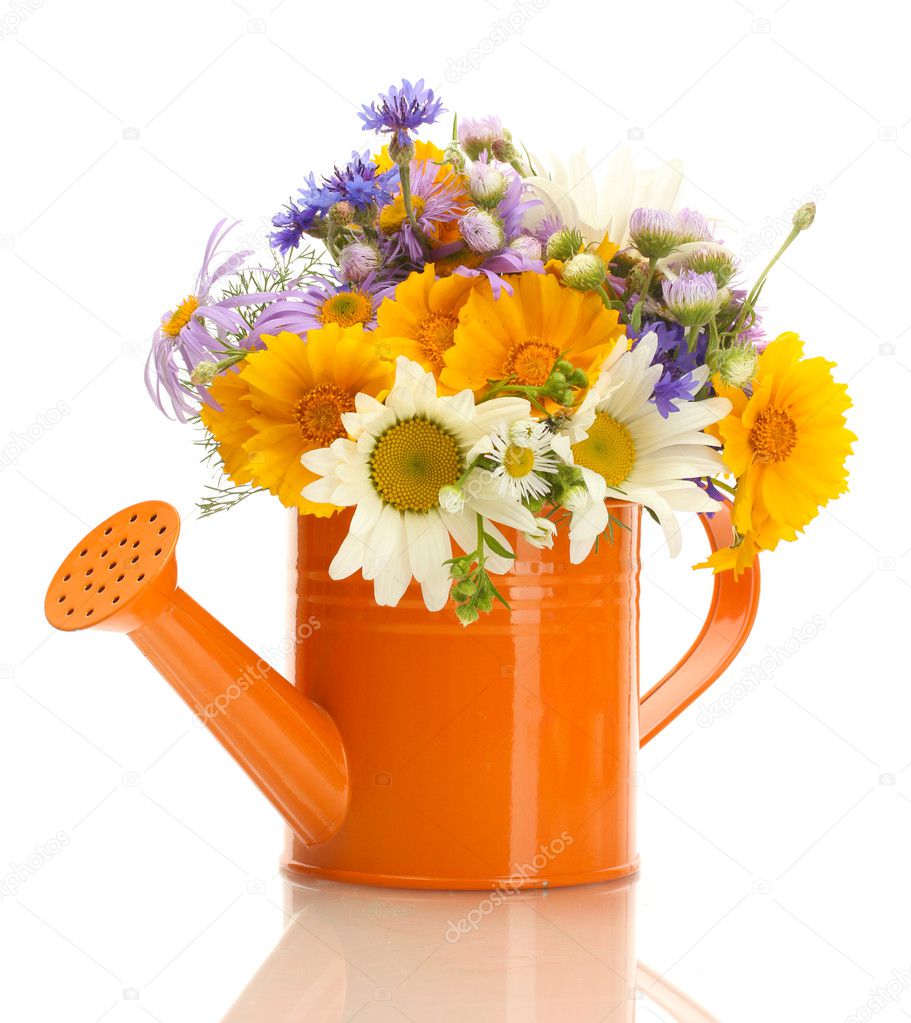 Beautiful bouquet of bright wildflowers in watering can, isolated on ...