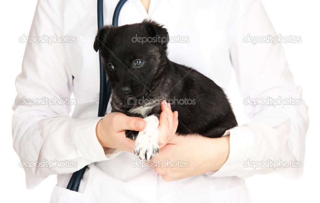 Veterinary doctor holding puppy isolated on white