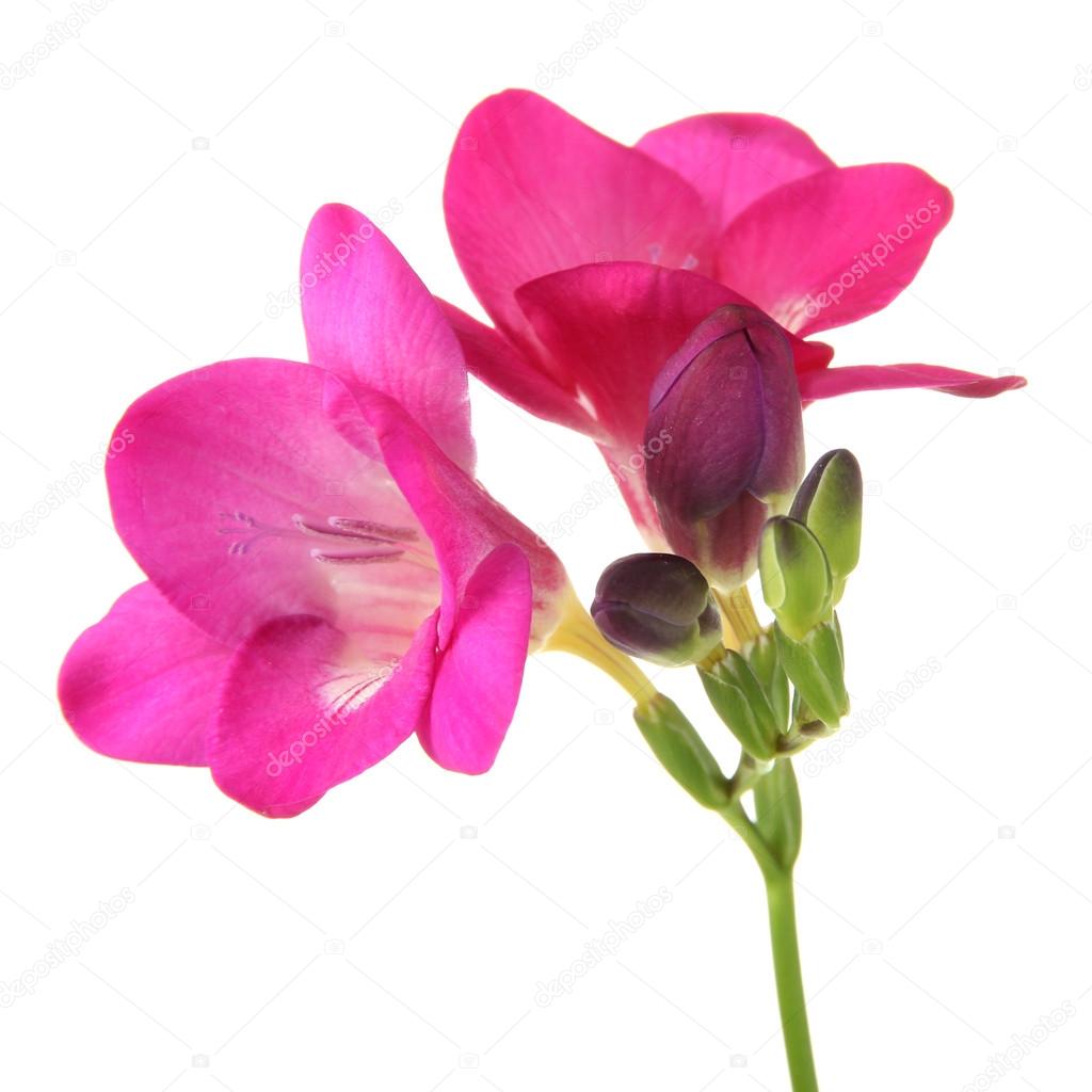 Pink freesia flower, isolated on white Stock Photo by ©belchonock 19896845