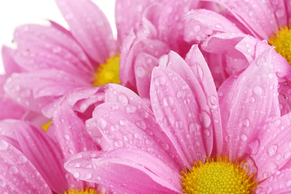 Piękny różowy chryzantemy zbliżenie — Zdjęcie stockowe