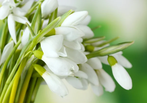 Beautiful snowdrops on green background — Stock Photo, Image