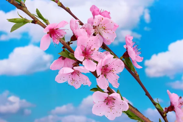 Bellissimo fiore di pesca rosa su sfondo cielo blu — Foto Stock