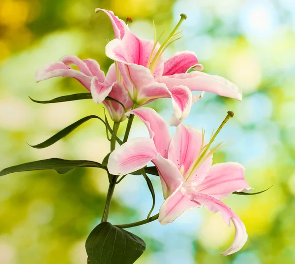 Bellissimo giglio rosa, su sfondo verde — Foto Stock