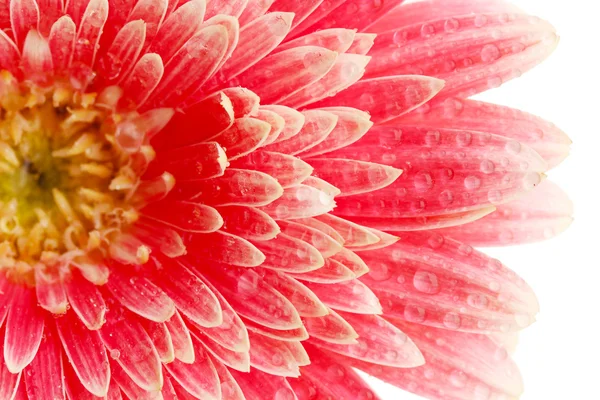 Bela flor de gerbera isolada em branco — Fotografia de Stock