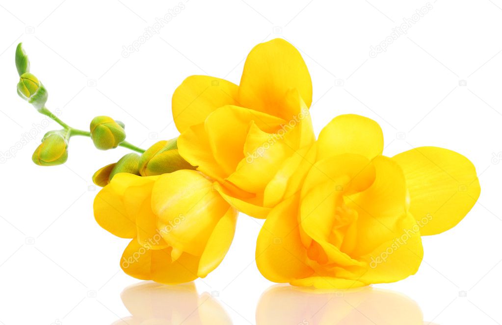 Beautiful yellow freesia isolated on white