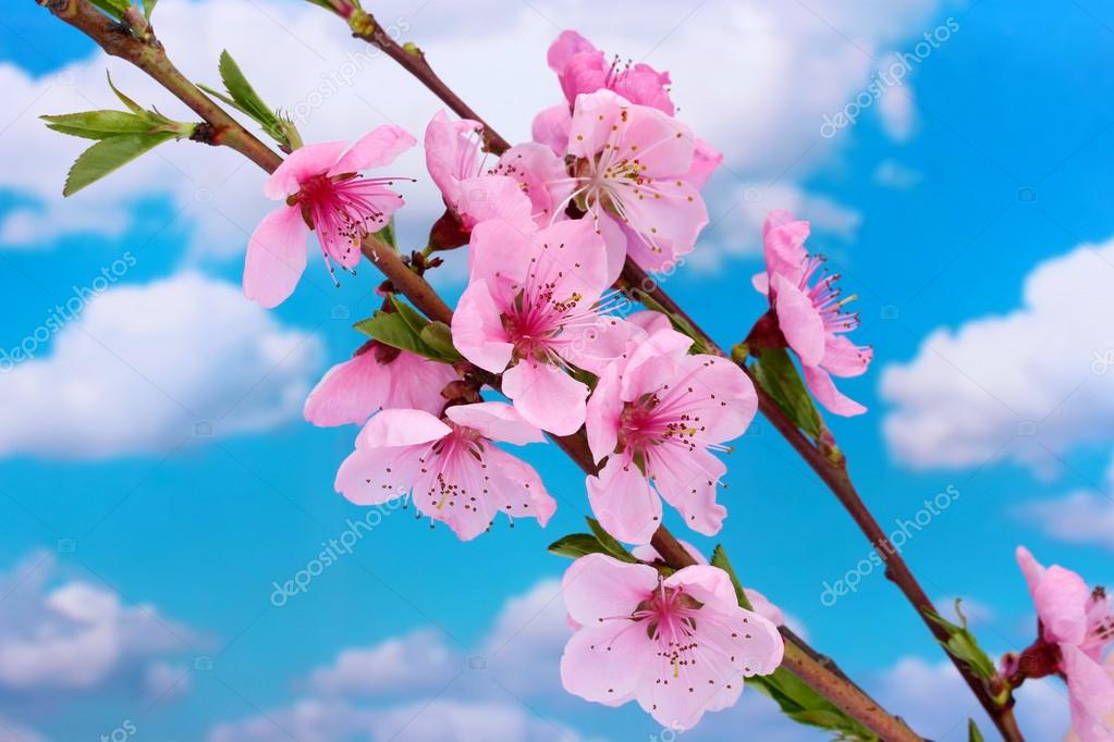 青い空を背景に美しいピンクの桃の花 ストック写真 C Belchonock