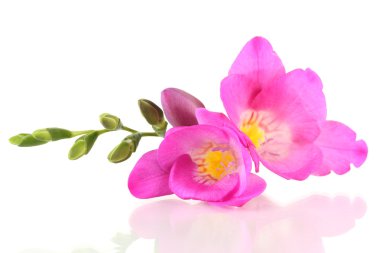 Beautiful freesia flower, isolated on white clipart