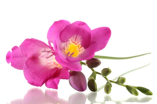 아름 다운 프리 지아 꽃, 흰색 절연 — 스톡 사진