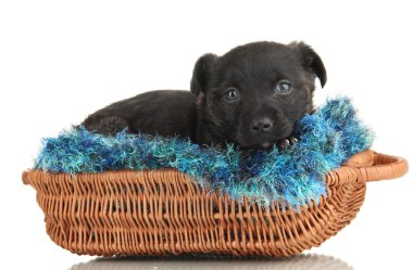 Sepette Beyaz izole şirin köpek yavrusu