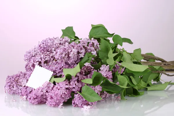 Красивые сиреневые цветы на фиолетовом фоне — стоковое фото