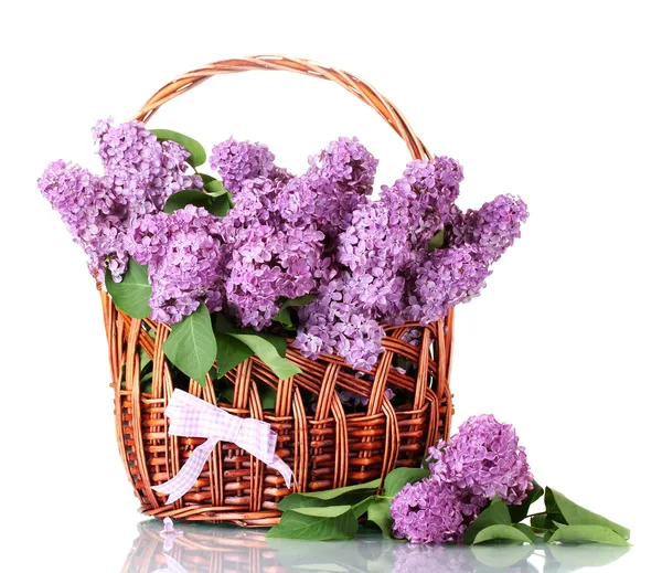 Beautiful lilac flowers in basket isolated on white — Stock Photo, Image