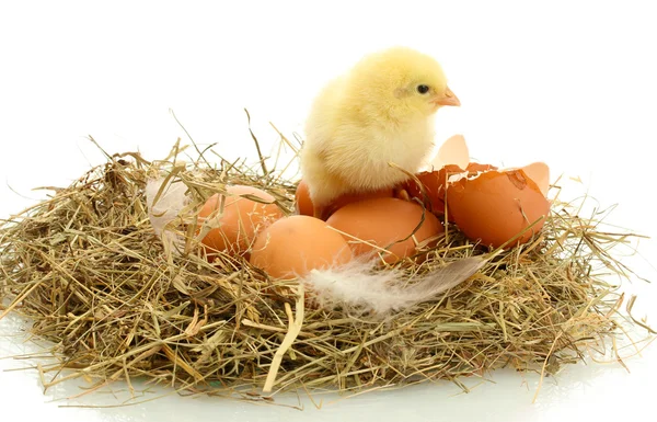 Galinha pequena bonita, ovos e casca de ovo no ninho, isolado no branco — Fotografia de Stock