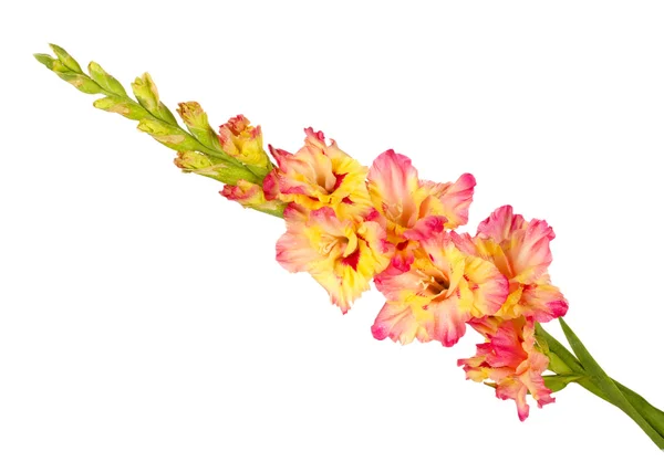 Ramo de gladiolus amarelo-rosa no fundo branco close-up — Fotografia de Stock