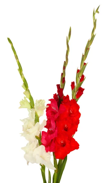 Buquê de gladioli colorido bonito no fundo branco close-up — Fotografia de Stock